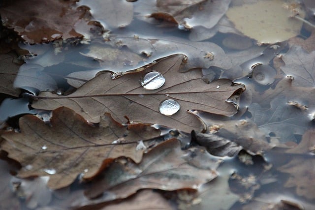 Téléchargement gratuit de feuilles d'automne, gouttes d'eau d'étang, image gratuite à modifier avec l'éditeur d'images en ligne gratuit GIMP