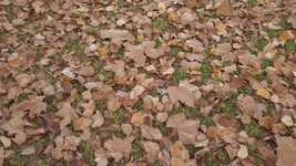 Free download Leaves Falls Autumn -  free video to be edited with OpenShot online video editor