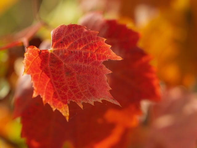 Free download leaves fall tree landscape nature free picture to be edited with GIMP free online image editor