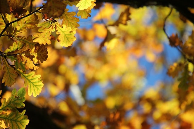 Free download leaves fall tree yellow bright free picture to be edited with GIMP free online image editor
