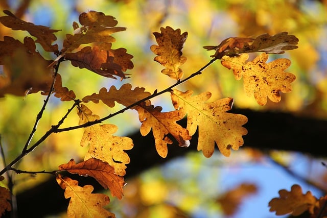 Free download leaves fall tree yellow oak free picture to be edited with GIMP free online image editor