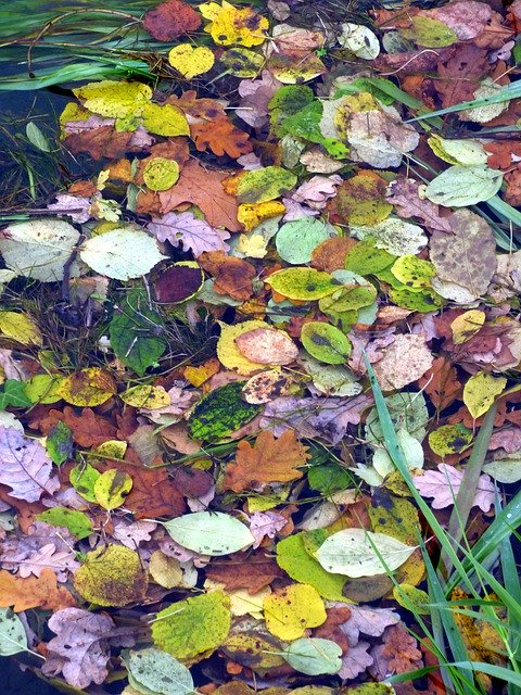 Template Photo Leaves Fall Water -  for OffiDocs