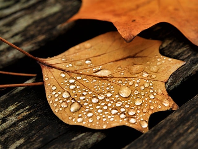 Free download leaves fall water droplets autumn free picture to be edited with GIMP free online image editor