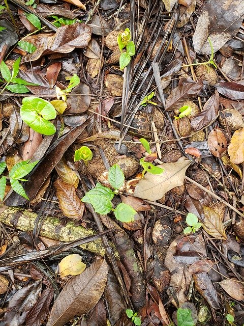 Free download Leaves Floor Forest -  free photo or picture to be edited with GIMP online image editor