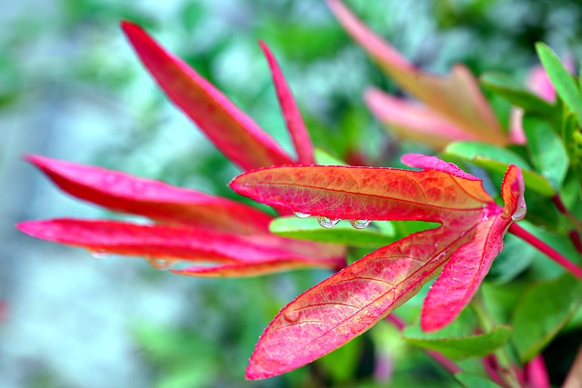 Free download leaves flora nature water drop free picture to be edited with GIMP free online image editor