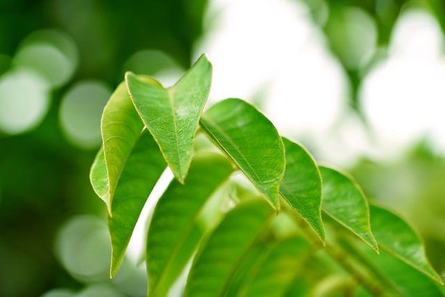 Free download leaves flora plant nature free picture to be edited with GIMP free online image editor