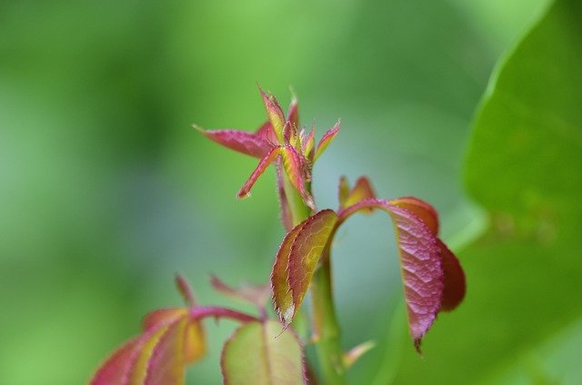 הורדה בחינם של Leaves Flowers Garden - תמונה או תמונה בחינם לעריכה עם עורך התמונות המקוון של GIMP