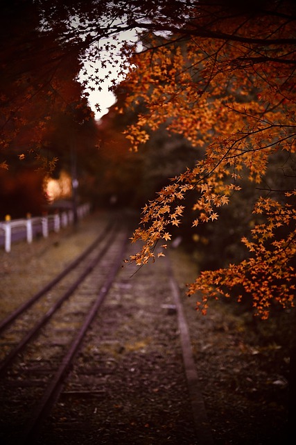 Free download leaves foliage autumnal leaves rail free picture to be edited with GIMP free online image editor