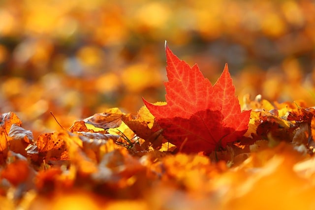 Free download leaves foliage autumn colorful free picture to be edited with GIMP free online image editor