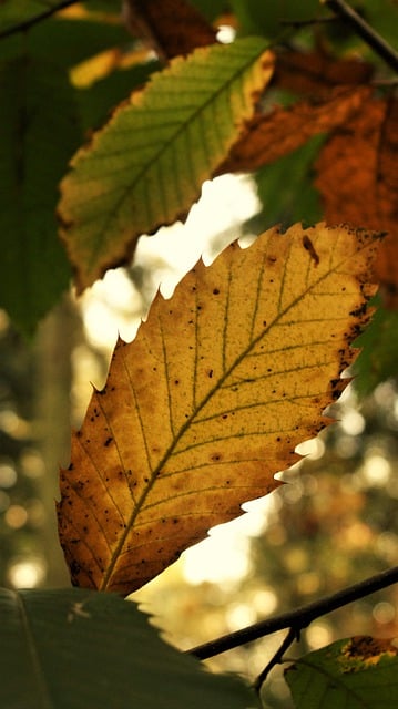 Free download leaves foliage autumn nature free picture to be edited with GIMP free online image editor