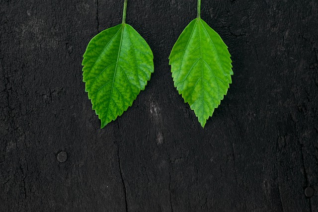 Free download leaves foliage background farm free picture to be edited with GIMP free online image editor