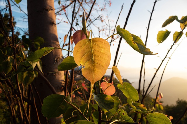 Free download leaves foliage bo bo leaf bush free picture to be edited with GIMP free online image editor