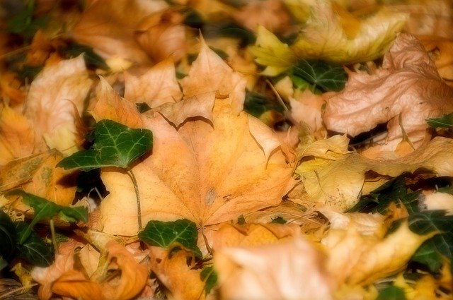 Free download Leaves Foliage Fall -  free photo or picture to be edited with GIMP online image editor