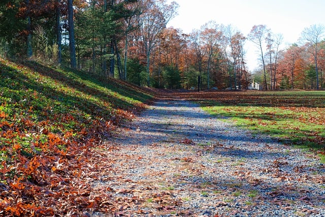 Bezpłatne pobieranie liści liści upadek jesiennej ścieżki darmowe zdjęcie do edycji za pomocą bezpłatnego edytora obrazów online GIMP