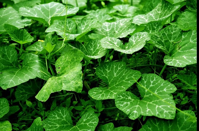 Free download leaves foliage flora nature plants free picture to be edited with GIMP free online image editor