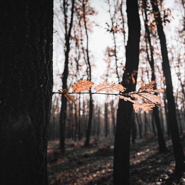 Free download leaves foliage forest autumn free picture to be edited with GIMP free online image editor