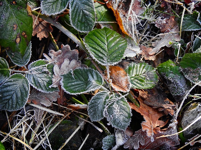 Free download leaves foliage frost plants frozen free picture to be edited with GIMP free online image editor