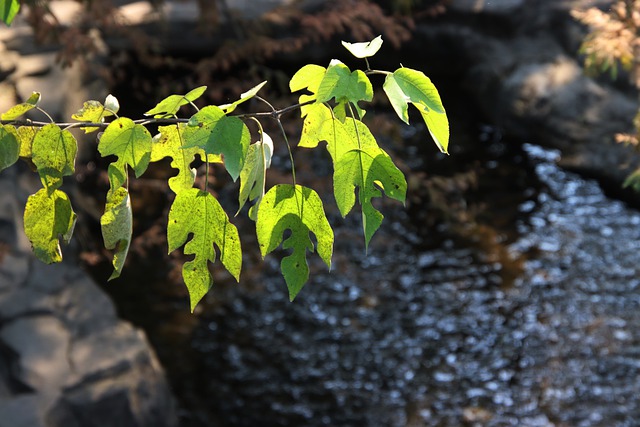 Free download leaves foliage nature botany flora free picture to be edited with GIMP free online image editor
