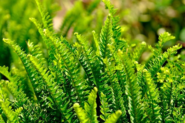 Free download leaves foliage plant green nature free picture to be edited with GIMP free online image editor