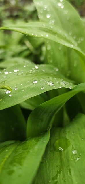 Free download leaves foliage plants dew drops free picture to be edited with GIMP free online image editor