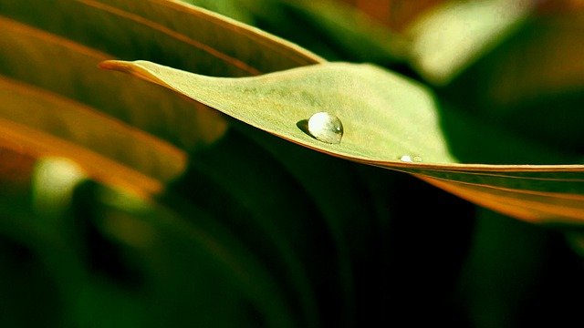 Téléchargement gratuit feuilles feuillage plantes rosée pluie image gratuite à éditer avec l'éditeur d'images en ligne gratuit GIMP