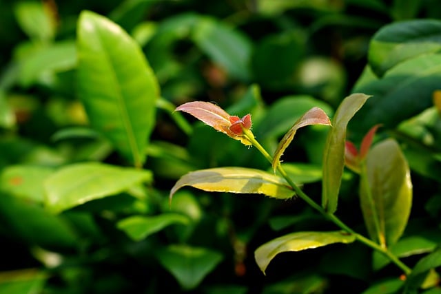 Free download leaves foliage plants hypercum free picture to be edited with GIMP free online image editor
