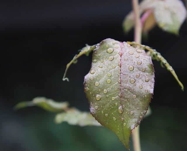 Free download leaves foliage raindrops botany free picture to be edited with GIMP free online image editor