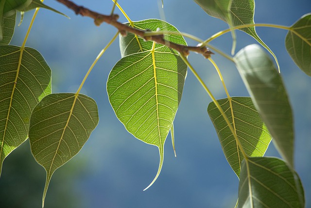 Free download leaves foliage tree branches veins free picture to be edited with GIMP free online image editor