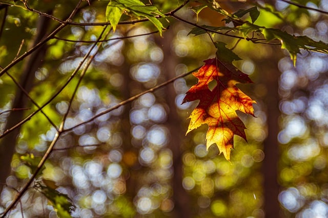 Free download leaves foliage tree nature free picture to be edited with GIMP free online image editor