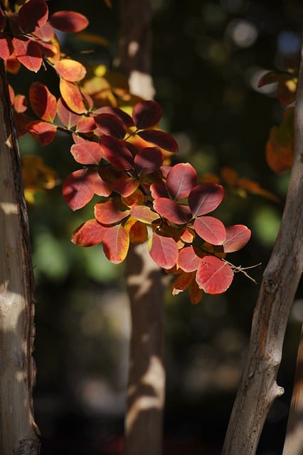 Free download leaves foliage tree plant free picture to be edited with GIMP free online image editor