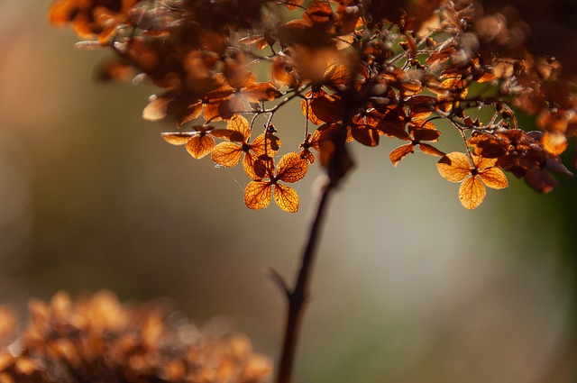 Free download leaves foliage tree plant flora free picture to be edited with GIMP free online image editor
