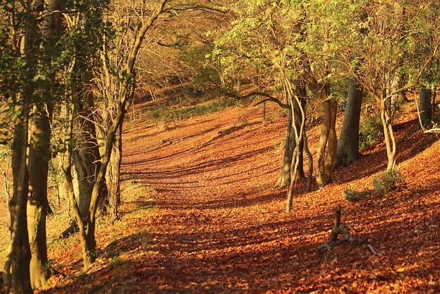 Free download leaves foliage trees pathway free picture to be edited with GIMP free online image editor