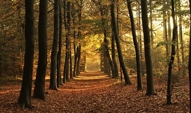 Free download leaves forest avenue morning free picture to be edited with GIMP free online image editor