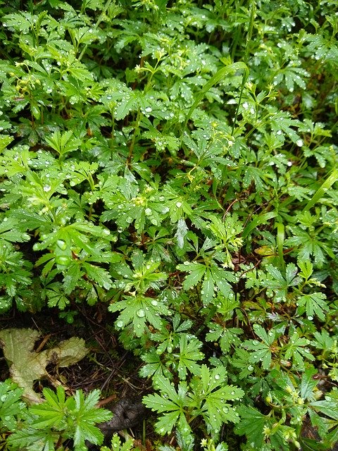 Free download Leaves Forest Grass Raindrops On -  free photo or picture to be edited with GIMP online image editor