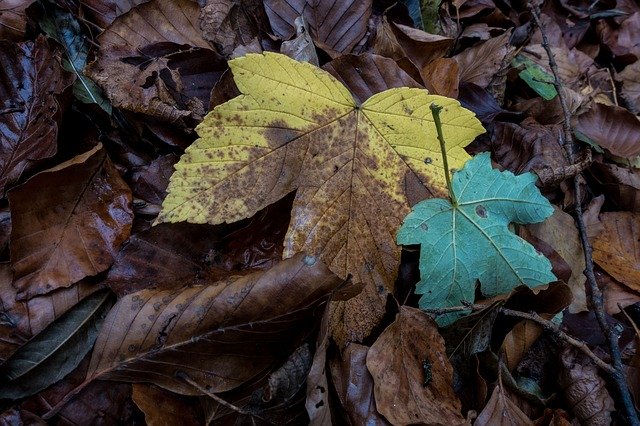 הורדה חינם Leaves Forest Nature - תמונה או תמונה בחינם לעריכה עם עורך התמונות המקוון GIMP