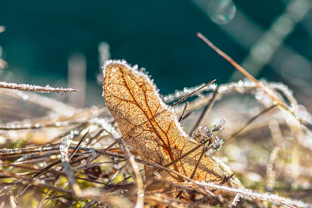 Free download leaves frost grass meadow winter free picture to be edited with GIMP free online image editor