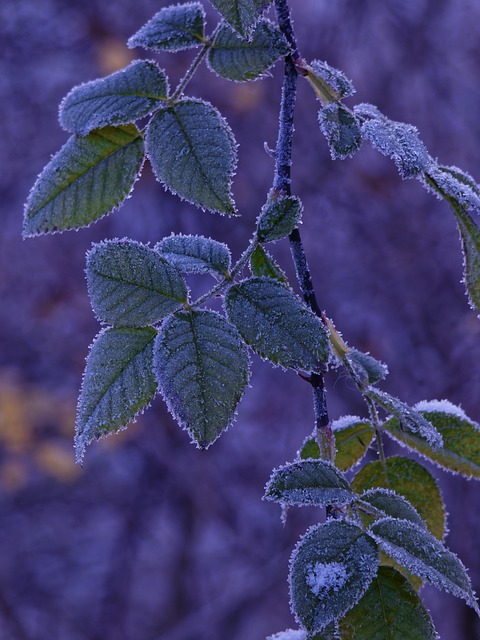 Free download leaves frost winter nature season free picture to be edited with GIMP free online image editor