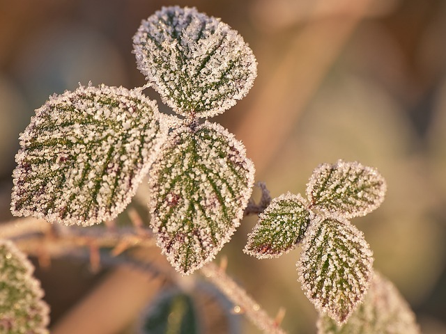 Free download leaves frost winter plant free picture to be edited with GIMP free online image editor