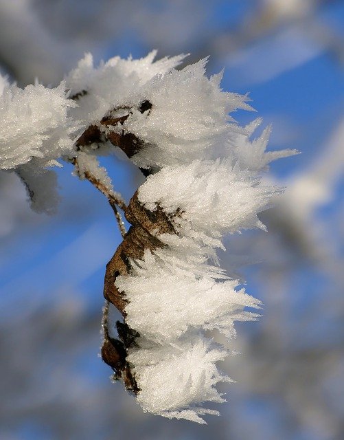 Free download leaves frost winter snow free picture to be edited with GIMP free online image editor