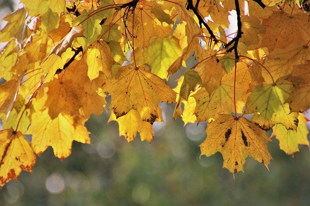 Free download leaves golden autumn twigs yellow free picture to be edited with GIMP free online image editor