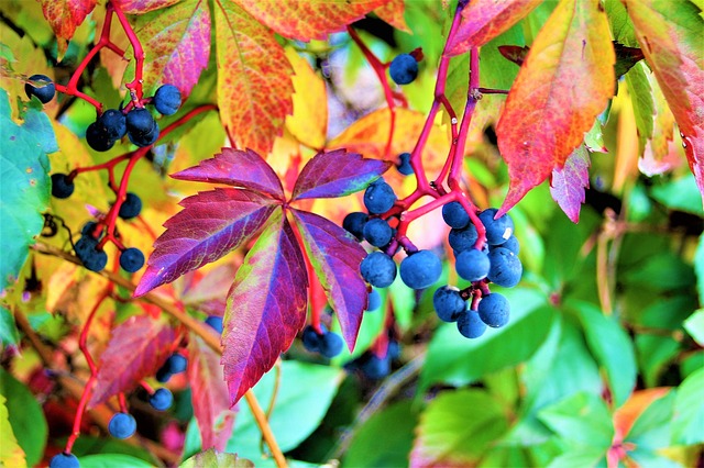 Free download leaves grapes colorful autumn free picture to be edited with GIMP free online image editor