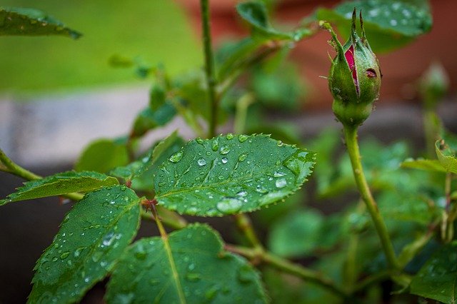 ດາວ​ໂຫຼດ​ຟຣີ Leaves Green Dew - ຮູບ​ພາບ​ຟຣີ​ຫຼື​ຮູບ​ພາບ​ທີ່​ຈະ​ໄດ້​ຮັບ​ການ​ແກ້​ໄຂ​ກັບ GIMP ອອນ​ໄລ​ນ​໌​ບັນ​ນາ​ທິ​ການ​ຮູບ​ພາບ​