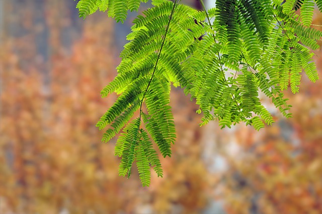 Free download leaves green foliage acacia branch free picture to be edited with GIMP free online image editor