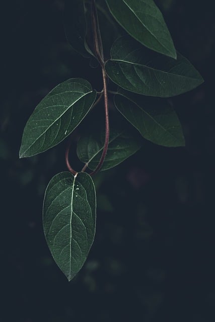Free download leaves green leaves dark background free picture to be edited with GIMP free online image editor