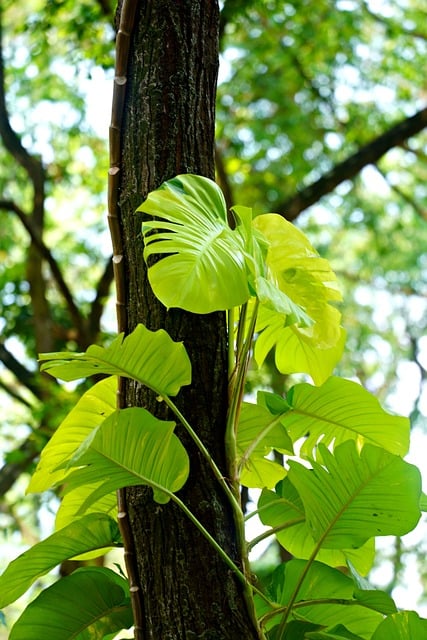 Free download leaves green nature plant tree free picture to be edited with GIMP free online image editor