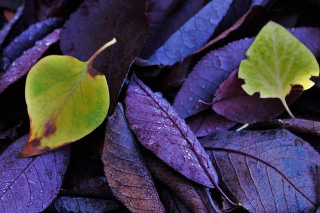 Free download Leaves Green Purple -  free photo or picture to be edited with GIMP online image editor