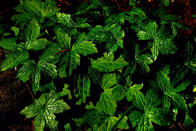 Free download leaves green spring field mint free picture to be edited with GIMP free online image editor