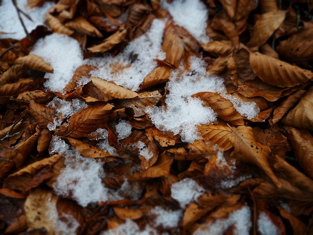 Bezpłatne pobieranie Leaves Ice Snow - bezpłatne zdjęcie lub obraz do edycji za pomocą internetowego edytora obrazów GIMP