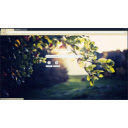 Leaves in dawn  screen for extension Chrome web store in OffiDocs Chromium