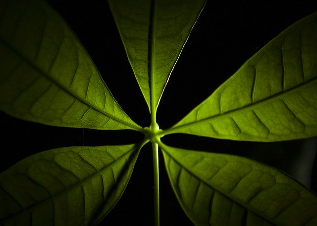 ດາວ​ໂຫຼດ​ຟຣີ Leaves Indoor Plant Green - ຮູບ​ພາບ​ຟຣີ​ຫຼື​ຮູບ​ພາບ​ທີ່​ຈະ​ໄດ້​ຮັບ​ການ​ແກ້​ໄຂ​ກັບ GIMP ອອນ​ໄລ​ນ​໌​ບັນ​ນາ​ທິ​ການ​ຮູບ​ພາບ​